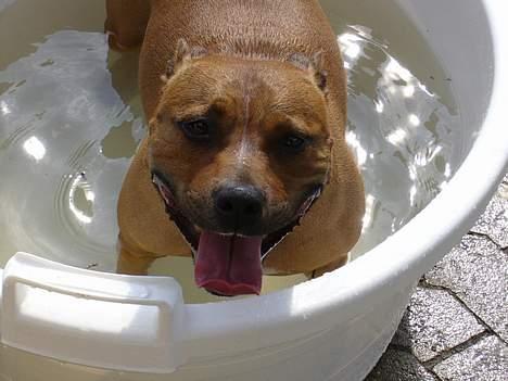 Staffordshire bull terrier Chili - Dejligt med afkøling efter cykeltur! billede 7