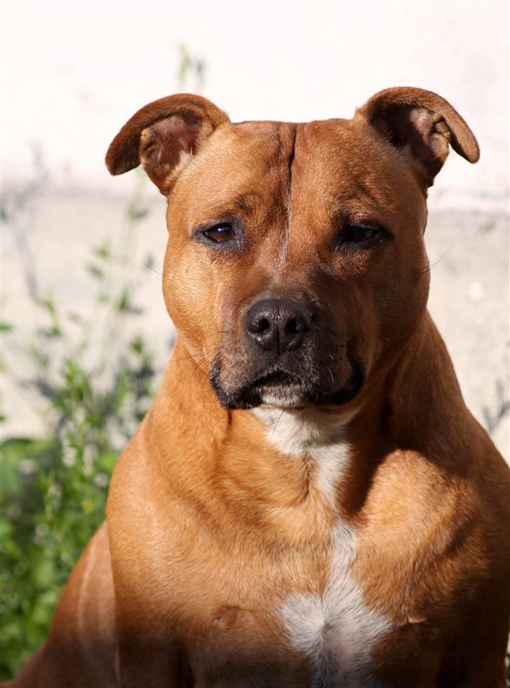 Staffordshire bull terrier Chili - 30-08-09 billede 8