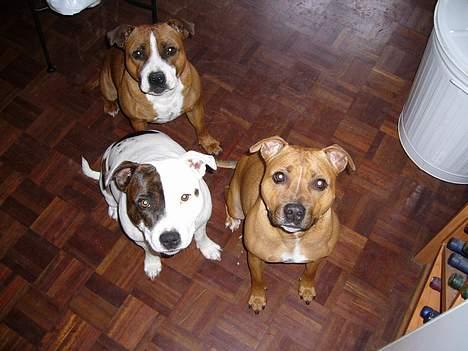 Staffordshire bull terrier Chili - Chili med hendes 2 døtre! billede 9