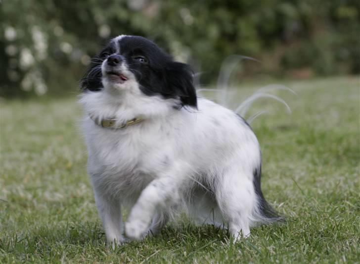 Blanding af racer Daisy - 03102008 billede 13