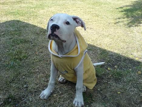 Amerikansk bulldog Frida (Kettner's De Luxe - Frida på vej til Hip Hop koncert. "Wassup dawg!" billede 12