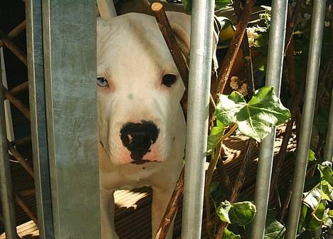 Amerikansk bulldog Frida (Kettner's De Luxe billede 14