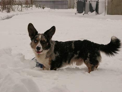 Welsh corgi cardigan Basse (Blue Merl) - Så blev det vinter i DK og det er så sjovt billede 19