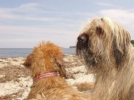 Briard Wilma Victoria - Endnu en dejlig tur ved stranden ;o) billede 18