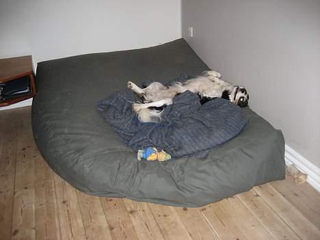 Blanding af racer Mathilde   - Tupac og Mathildes  "fatboy" med 350 L kryerkugler  billede 10