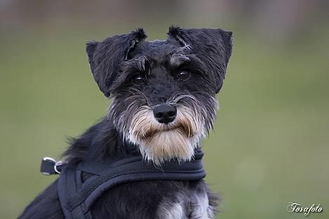 Dvaergschnauzer * ( `´SINDY`´ ) * RIP 25.07.13 - VELKOMMEN HER PÅ SINDYS SIDE. billede 1