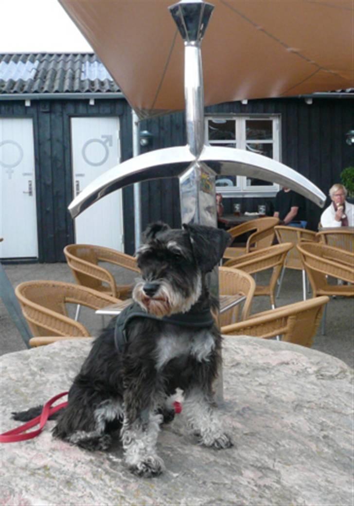 Dvaergschnauzer * ( `´SINDY`´ ) * RIP 25.07.13 - VAGTHUNDEN Sindy passer på sværet i sten billede 4