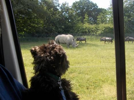 Dvaergschnauzer * ( `´SINDY`´ ) * RIP 25.07.13 - Hvad er dog det. billede 5