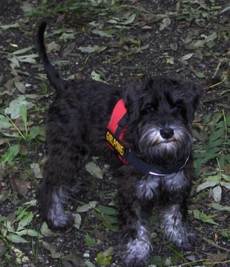 Dvaergschnauzer * ( `´SINDY`´ ) * RIP 25.07.13 - En dejlig tur i skoven. billede 8