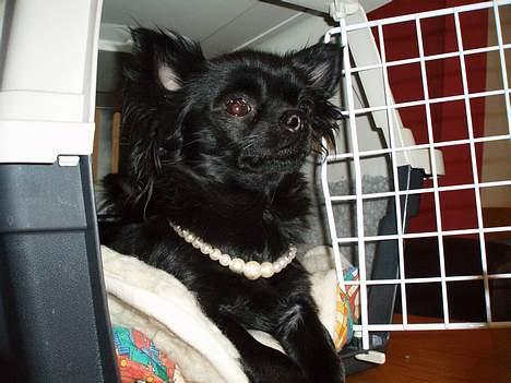 Chihuahua dina billede 5