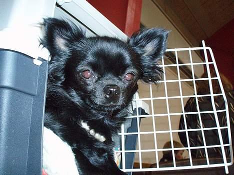 Chihuahua dina billede 6