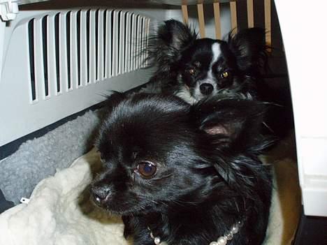 Chihuahua dina billede 7