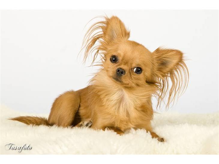 Chihuahua Jason - Hvil i fred <3 - velkommen til min profil:O) billede 1