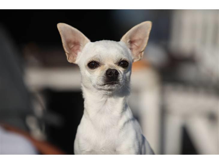Chihuahua Anton billede 1