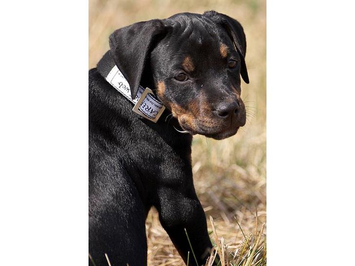 Blanding af racer Amweiler Fix *26-5* - *NYT*  billede 1