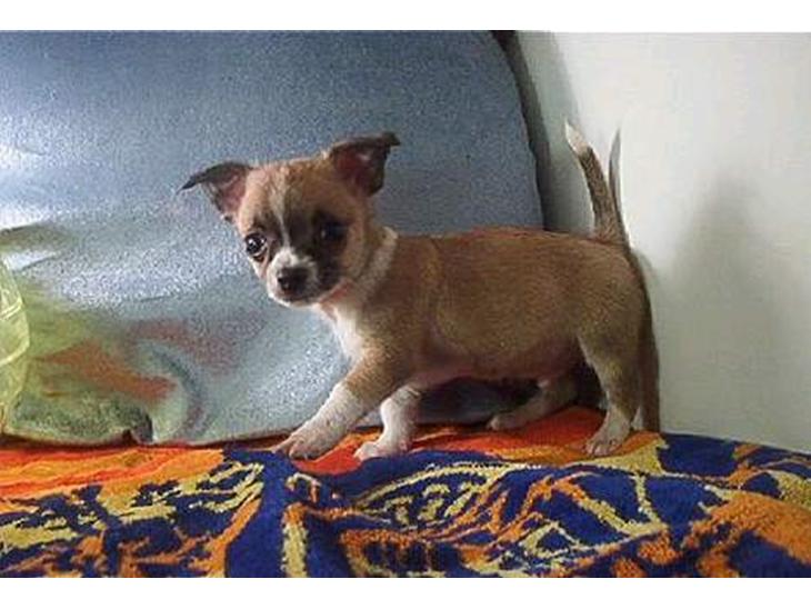 Chihuahua ;- Ricky-; - Det første billede jeg så af ricky :)  billede 1