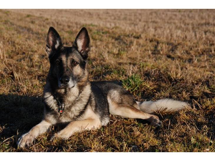 {{currentPhoto.altText}} billede {{currentPhoto.number}}