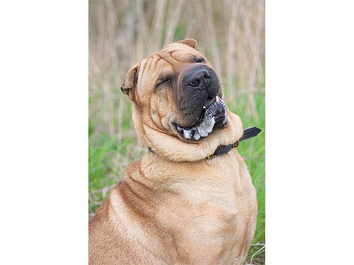 Shar pei cosmo *død* - Er jeg ikke køn billede 1