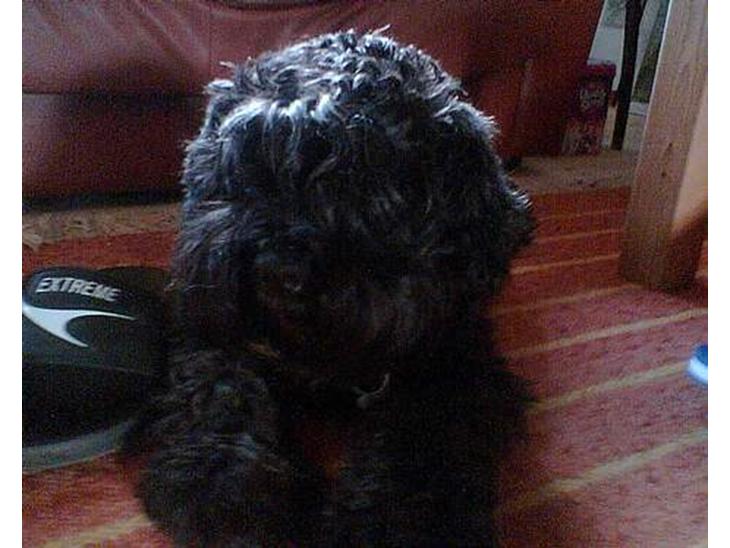 {{currentPhoto.altText}} billede {{currentPhoto.number}}