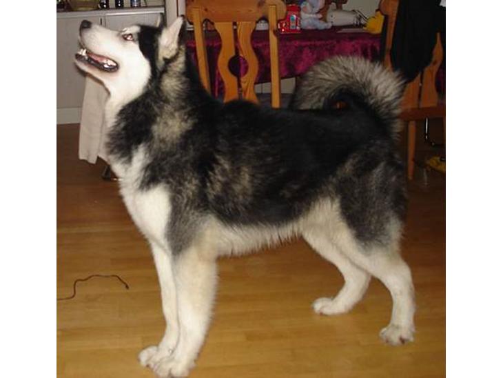 Alaskan malamute Ron - Gi´ mig nu bare den godbid billede 1