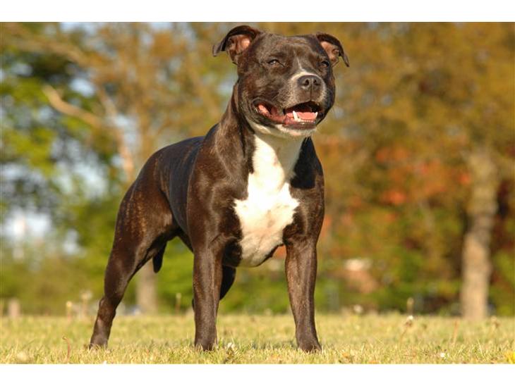 Staffordshire bull terrier Mathilde - 26 måneder billede 1