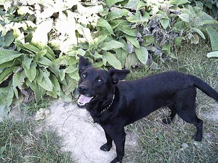 Blanding af racer Bertha - Hej det mig Bertha lalleglad billede 1