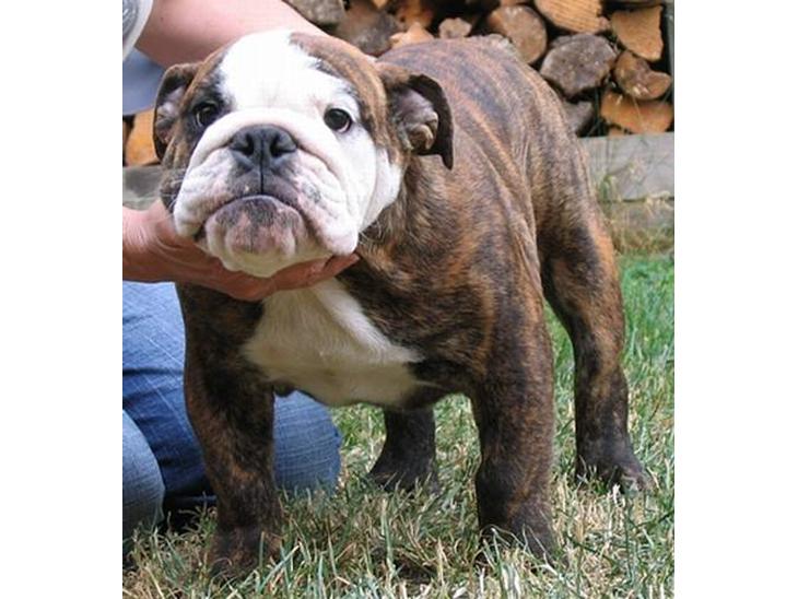 Engelsk bulldog Arne - i´m a bad boy billede 1