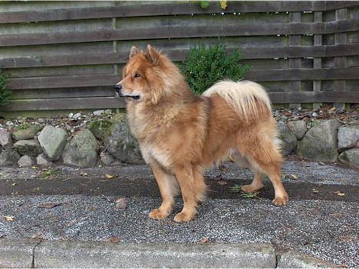 Eurasier Casey (død juni 2011) - Eurasier Huset´s Casey  billede 1