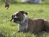 Amerikansk staffordshire terrier Caiser † 2/12 '08