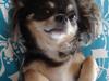 Chihuahua *Gorgeous <3*