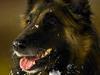 Belgisk hyrdehund Marizya