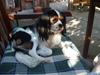 Cavalier king charles spaniel Munkebo's Fie RIP