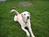 Labrador retriever Boogie<3  [ Himmelhund]