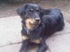 Blanding af racer Bailey [Tidl. hund]