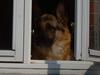 Schæferhund Meck [ Himmelhund]