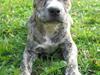 Amerikansk staffordshire terrier Zita
