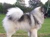 Keeshond Keeshos Arthur