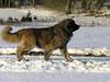 Leonberger Leodania's Amadeus