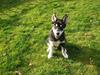 Alaskan husky BALTO aflivet