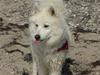 Samojedhund Åse