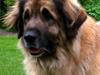 Leonberger Nahla