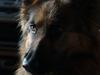 Schæferhund cassie  [ Himmelhund]