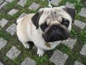 Mops Albert, Næstved