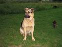 Schæferhund Richo <3 R.I.P.