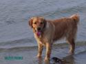 Golden retriever Kuka