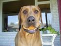 Rhodesian ridgeback pluto