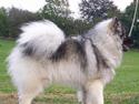 Keeshond Keeshos Arthur
