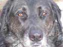 Labrador retriever Bøffe R.I.P