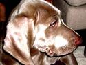 Weimaraner Hot Shoot's Gambler