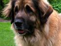 Leonberger Nahla